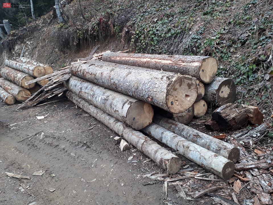 იანვრის თვეში ხე-ტყის უკანონო მოპოვებისა და ტრანსპორტირების 420 ფაქტი გამოვლინდა