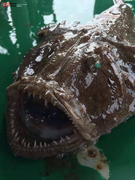 ჩაქვის აკვატორიაში ქართველი მეთევზეების მიერ  თევზის უნიკალური ეგზემპლარი  იქნა მოპოვებული