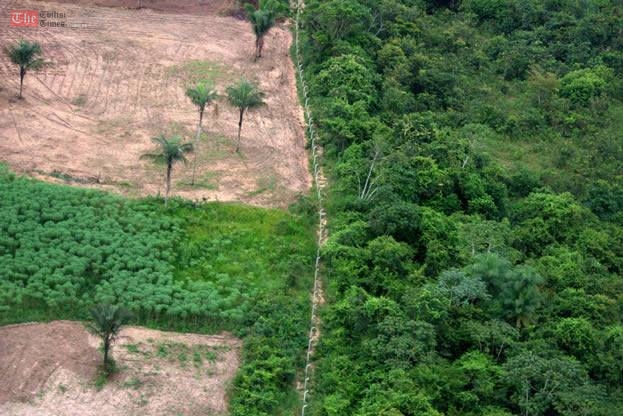 Futurism.com: პრობლემებია ამაზონის ტროპიკულ ტყეში