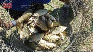 შინაგან საქმეთა სამინისტროს თანამშრომლებმა კახეთში უკანონო თევზჭერის ფაქტი გამოავლინეს