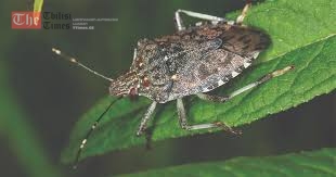 აზიურ ფაროსანასთან საბრძოლველად შესაძლოა იაპონური კრაზანა შემოიყვანონ