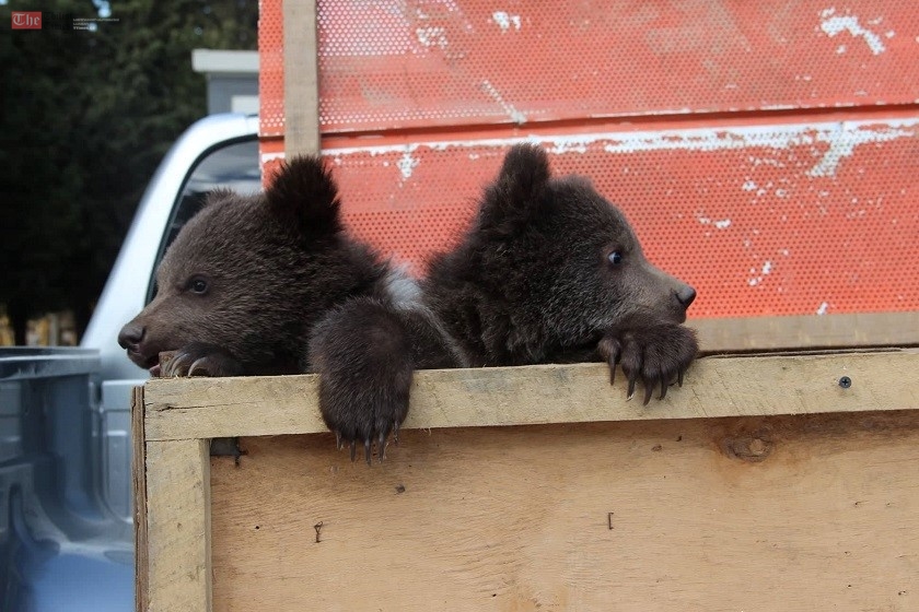 მოქალაქის მიერ ნაპოვნი დათვის ორი ბელი თბილისის ზოოპარკს მიაბარეს