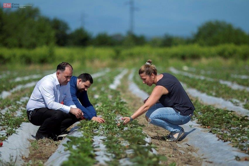 ერთიანი აგროპროექტის ფარგლებში გურჯაანის რაიონში მარწყვის ახალი ბაღი გაშენდა