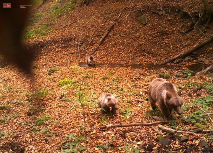 წითელი ნუსხით დაცული სახეობების ყიდვა-გაყიდვა და დატყვევება 2000 ლარით დაჯარიმდება