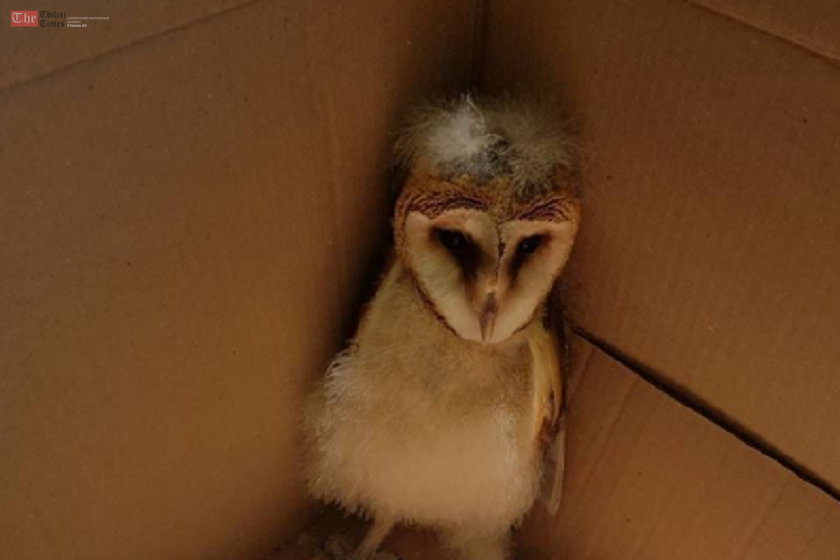 გარემოსდაცვითი ზედამხედველობის დეპარტამენტმა ხონში ბუხრინწები იპოვა