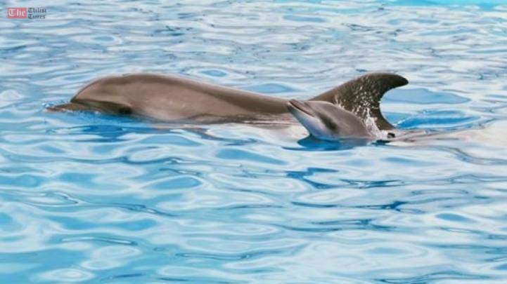 ბათუმის დელფინარიუმში ორი დელფინი დაიბადა