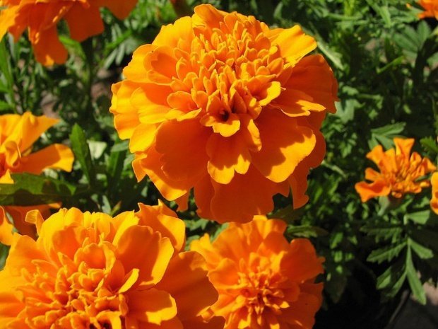 სასოფლო-სამეურნე კოოპერატივი „ბიოგრინი“ ზაფრანას წარმოებას იწყებს