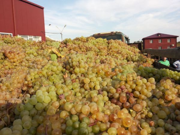 კახეთში სეტყვისგან დაზიანებული ყურძნის გადამუშავება დასრულდა