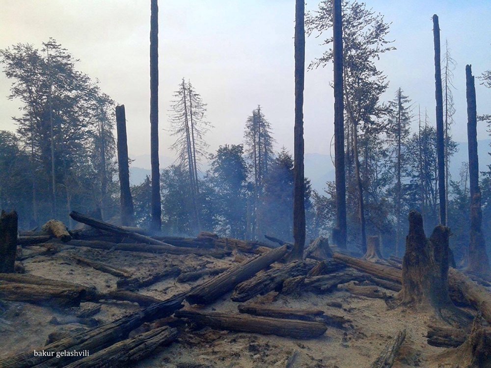 თორნიკე გვაზავა: ხვალიდან ბორჯომის ტყის ნახანძრალი ტერიტორიის აღდგენა იწყება