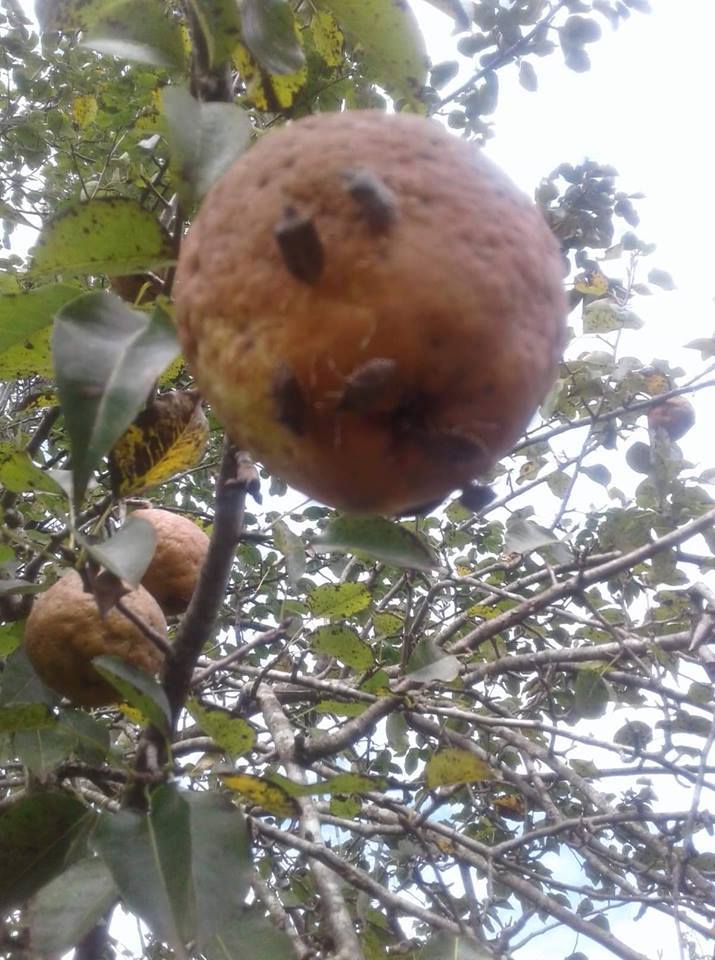 „ფაროსანას წინააღმდეგ გამოყენებული პრეპარატი დიზელს შეიცავს”-ფერმერი  გიორგი კუპრაძე