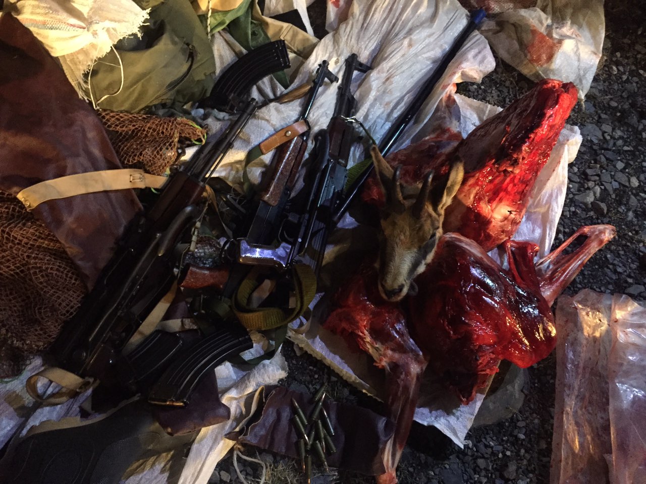 ეროვნული სატყეო სააგენტოს თანამშრომლებმა წითელი ნუსხით დაცული არჩვი მოკლეს