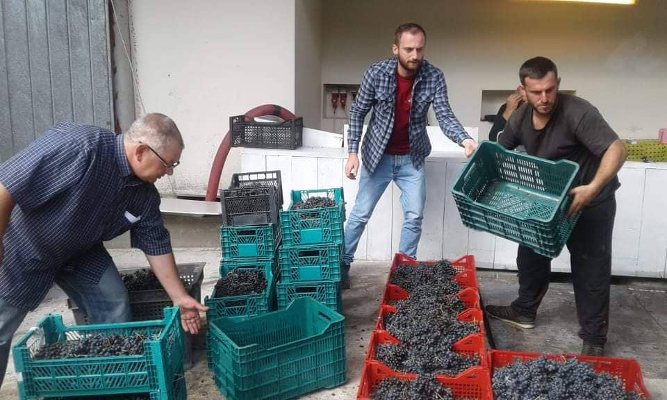 რაჭაში წელს ყურძნის საუკეთესო მოსავალია