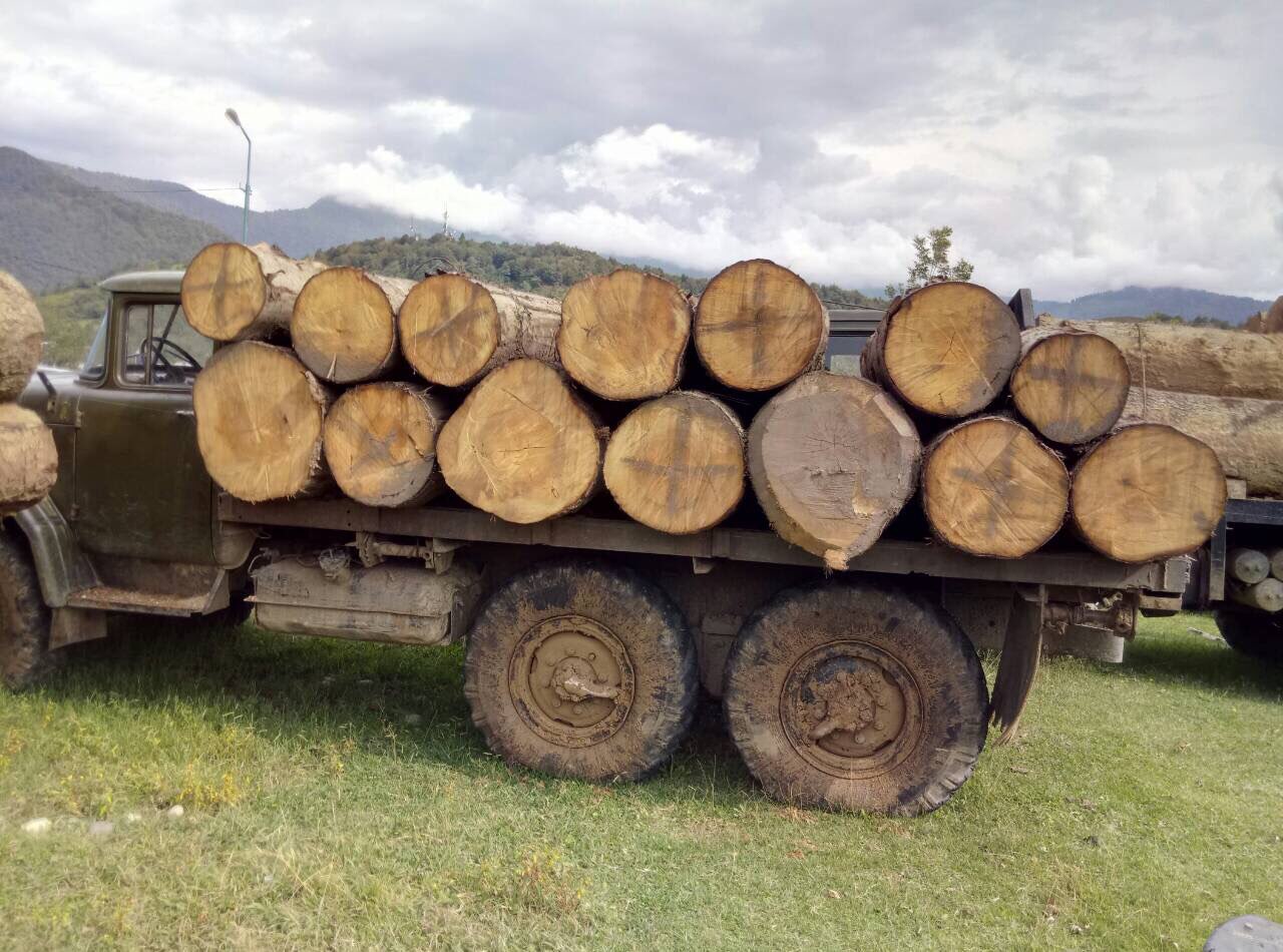სექტემბრის თვეში ხე-ტყის უკანონო მოპოვებისა და ტრანსპორტირების 293 ფაქტი გამოვლინდა