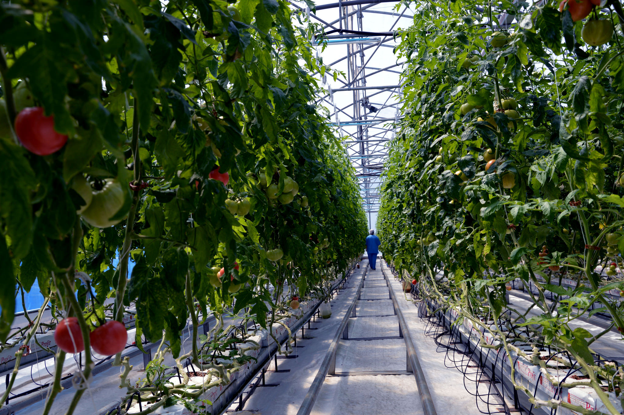 ევროკავშირი და FAO საქართველოს სასოფლო-სამეურნეო ექსტენციის განვითარებაში ეხმარებიან