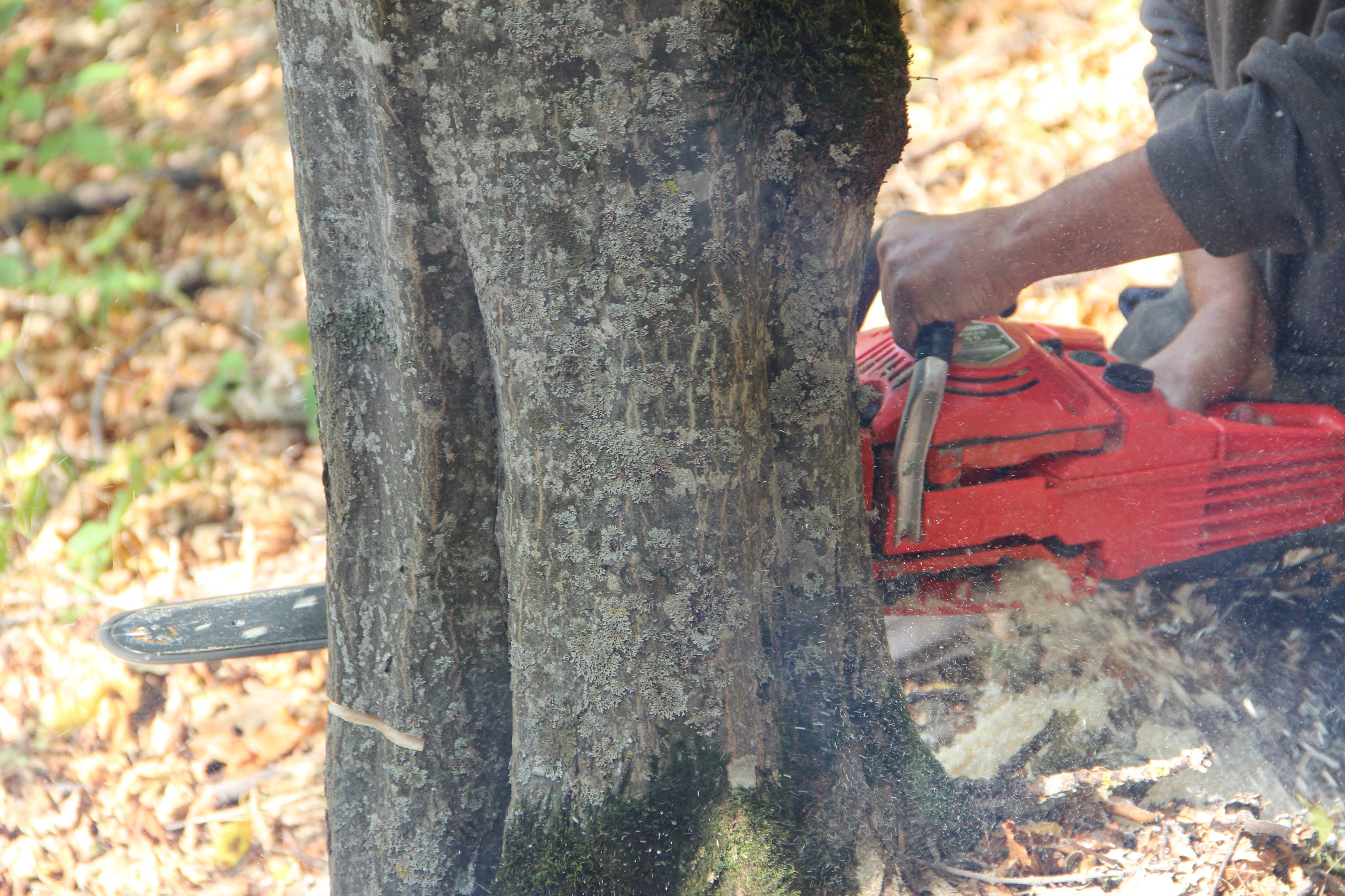 ოქტომბრის თვეში ხე-ტყის უკანონო მოპოვებისა და ტრანსპორტირების 395 ფაქტი გამოვლინდა