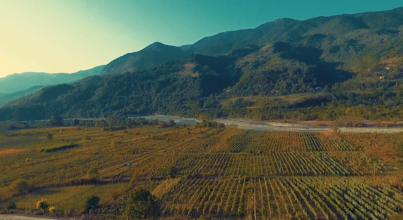 FAO და UNECE კავკასიისა და ცენტრალური აზიის ტყეების პირველ კვლევაზე იმუშავენენ