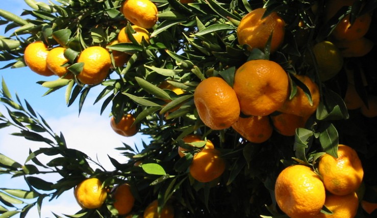 საქართველოში ნარინჯისფერი რთველი დასკვნით ფაზაში შედის