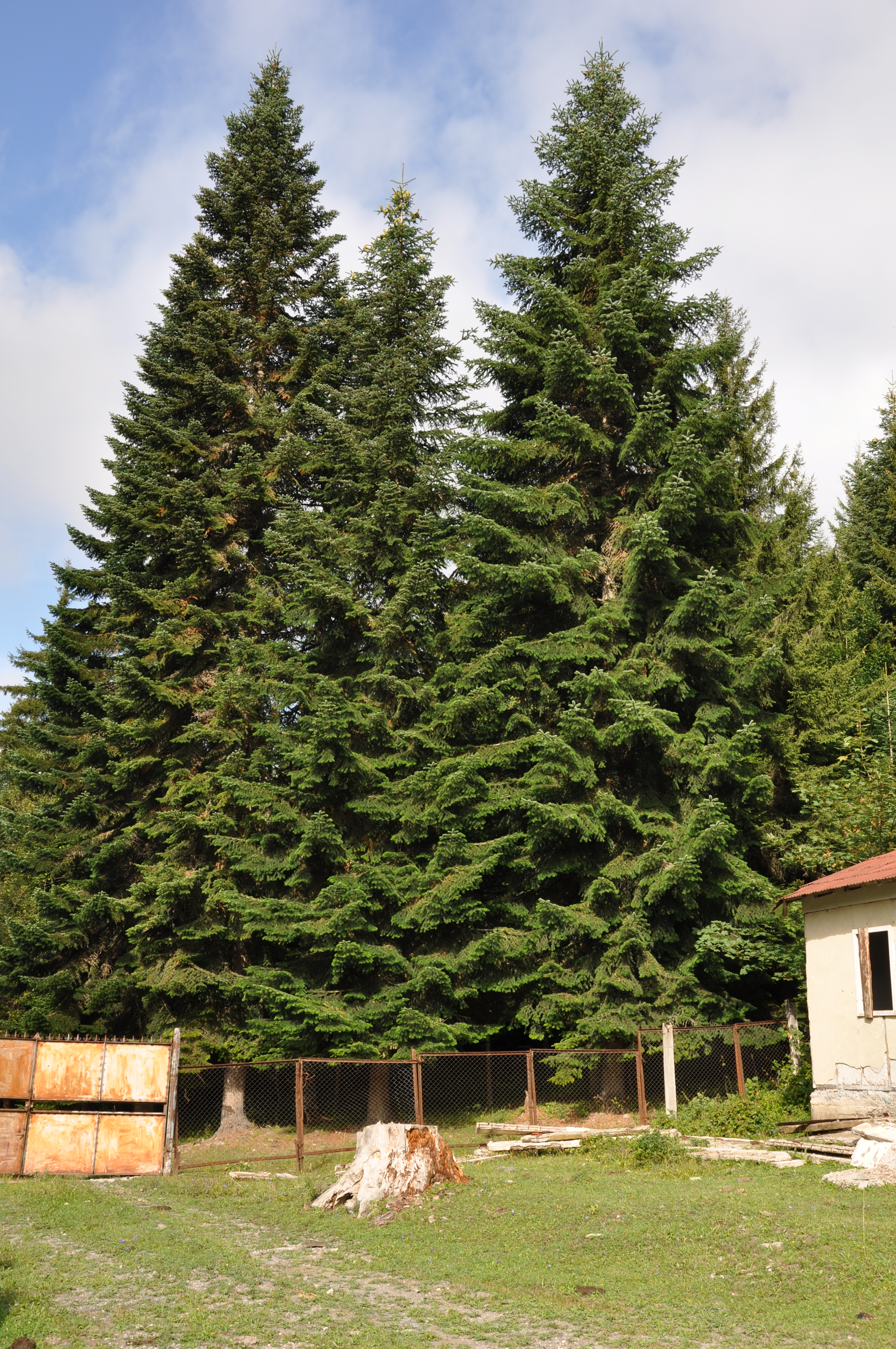 გერმანული მედია : ქვეყანაში, ყოველ წელს, ქართული წარმოშობის 29 მილიონი ნაძვის ხე იყიდება