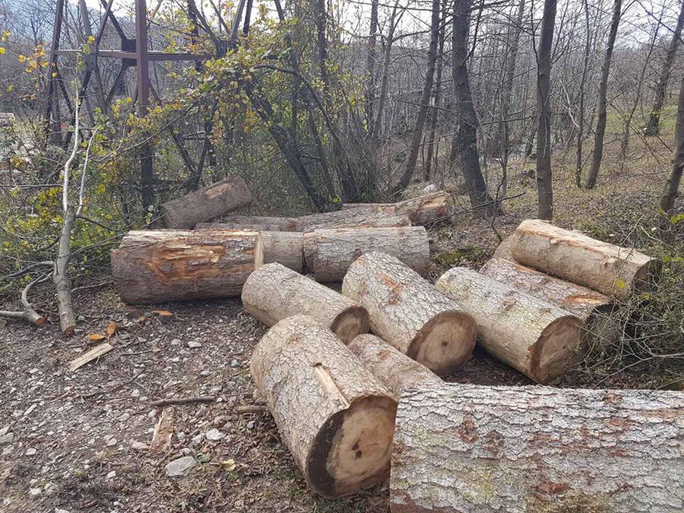 2018 წლის 01 იანვრიდან დღემდე,  ხე-ტყის უკანონო მოპოვებისა და ტრანსპორტირების 4630 ფაქტი გამოვლინდა