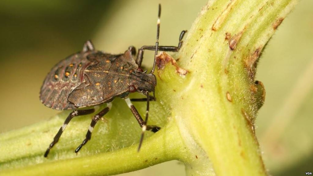 ტექნიკურ უნივერსიტეტში აზიური ფაროსანას საწინააღმდეგო პრეპარატი შექმნეს
