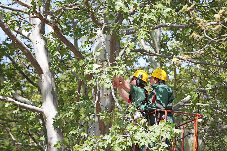 თბილისის მასშტაბით დაავადებული ხე-მცენარეების მკურნალობა წელს ფიტოსანიტარიაში  არსებული უახლოესი მეთოდების გამოყენებით დაიწყება 