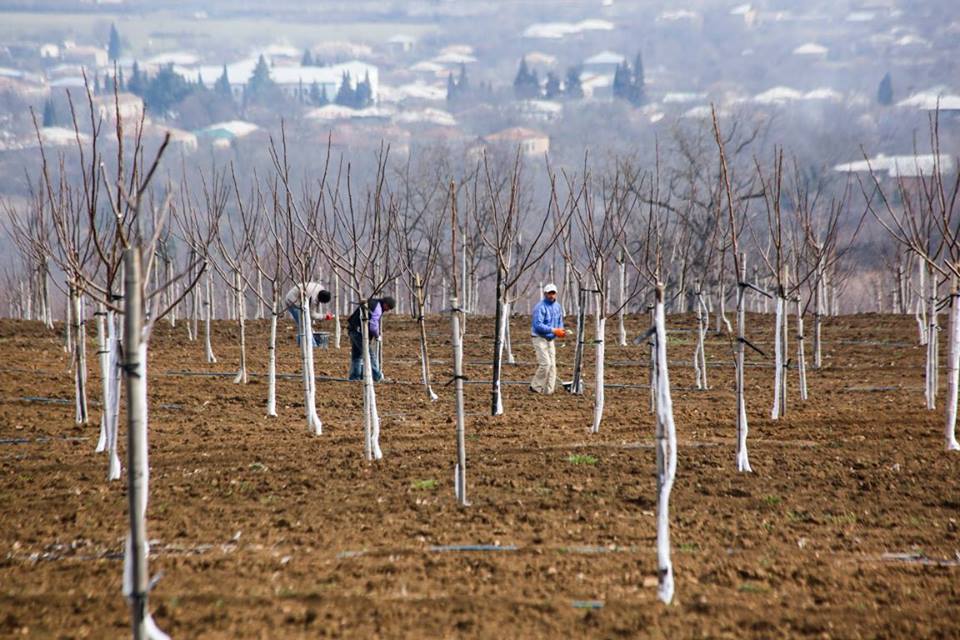 კახეთში ახალი ინტენსიური კაკლის ბაღი გაშენდა