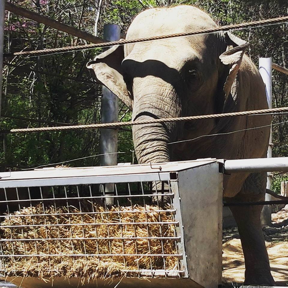 ფოტორეპორტაჟი თბილისის ზოოპარკიდან