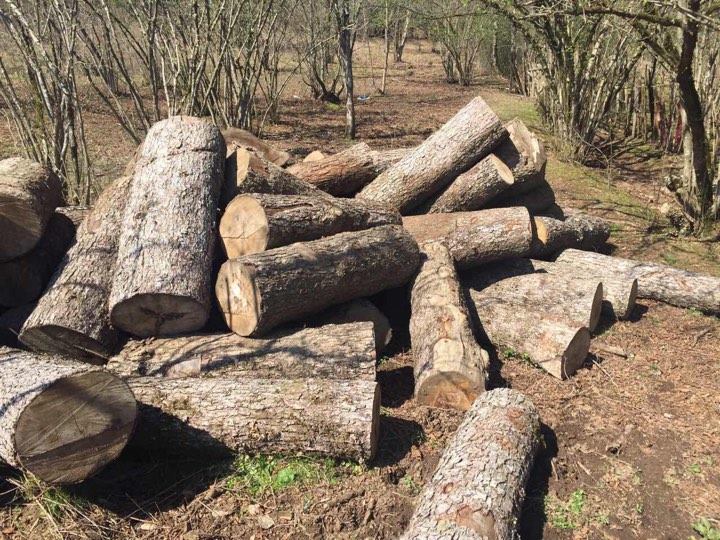 ხე-ტყის უკანონო მოპოვებისა და ტრანსპორტირების 375 ფაქტი გამოვლინდა