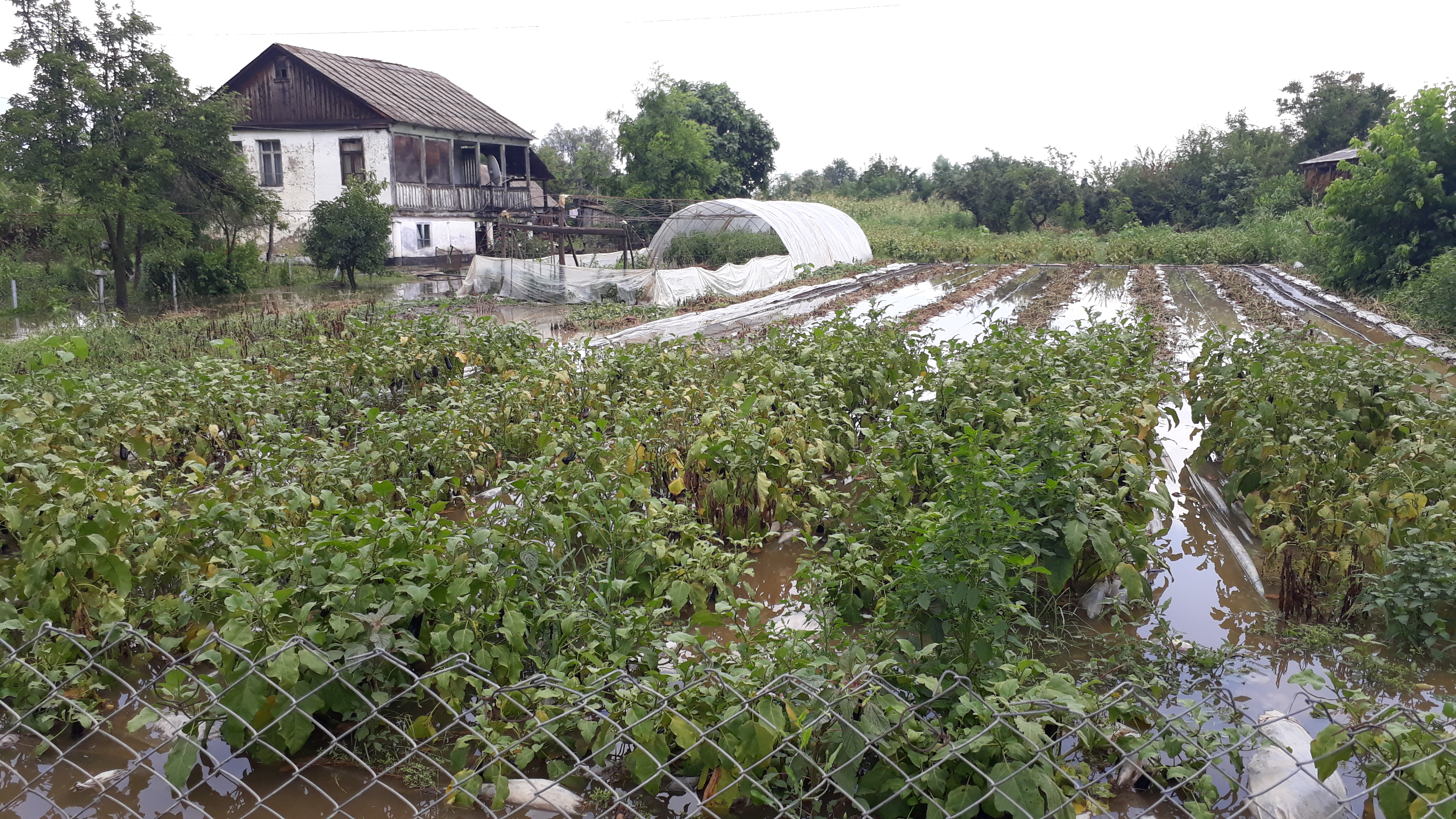 აგროდაზღვევის პროგრამით მოსარგებლე ბენეფიციარებს ზარალი აუნაზღაურდებათ