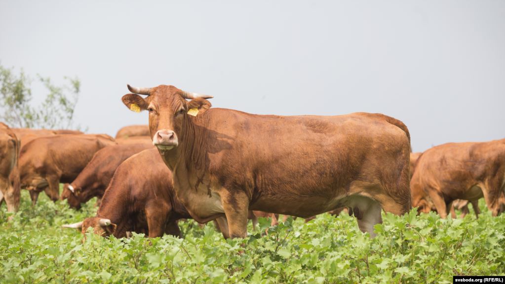 FAO – საშუალოდ, ქართველ ფერმერებს 4 ძროხა, 2 კამეჩი, 2 ღორი, 6 თხა და 11 ცხვარი ჰყავთ