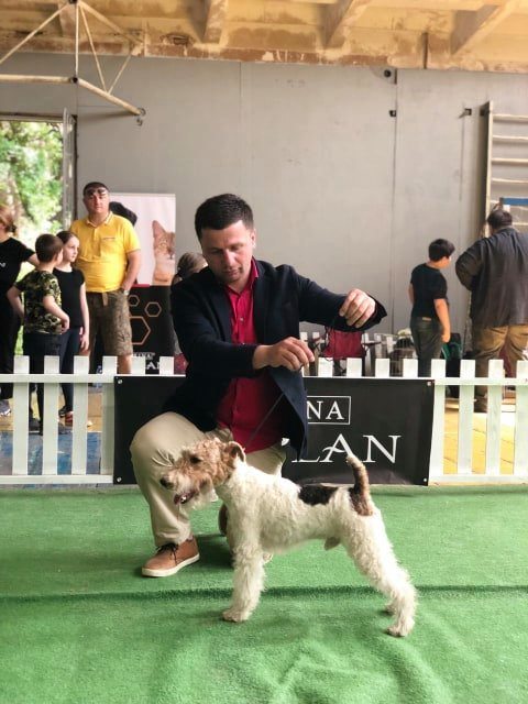 შინაური ცხოველების სასტუმრო – სივრცე  ცხოველებისთვის