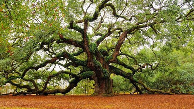 პონტოს მუხის გადასარჩენად გურიაში ახალი დაცული ტერიტორია შეიქმნა