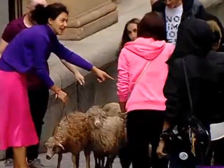 აქცია „სირცხვილიას“ მონაწილეებმა პარლამენტთან ცხვრები მიიყვანეს, რომლებიც მათი თქმით, „ქართული ოცნების“ დეპუტატებს განასახიერებენ