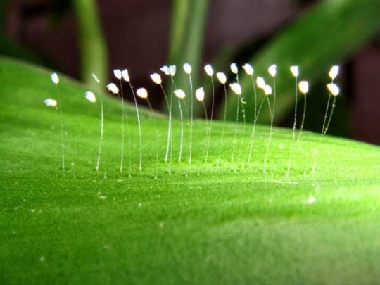 მთელ მსოფლიოში აყვავდა უდუმბარა – მცენარე, რომელიც 3000 წელიწადში ერთხელ ყვავის