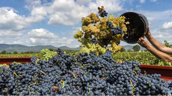 დღეის მონაცემებით, კახეთის რეგიონში 63 ათასამდე ტონა ყურძენია გადამუშავებული