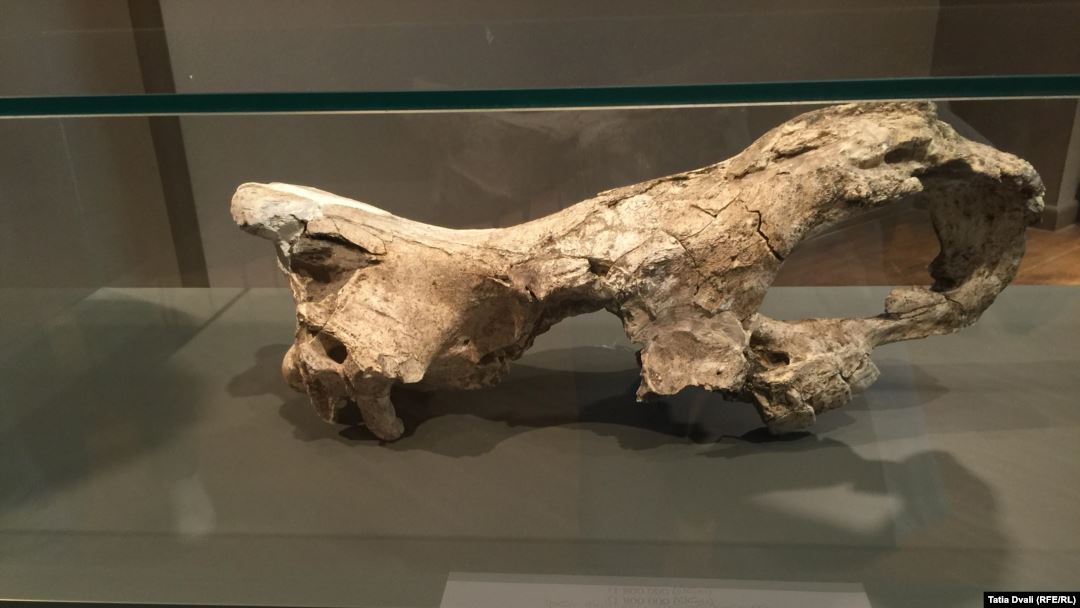 კვლევამ დაადასტურა, რომ ცხოველის ნაშთიდან აღებული მსოფლიოში უძველესი დნმ დმანისში აღმოჩნდა