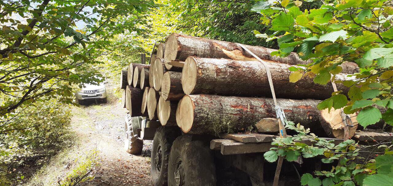 1 სექტემბრიდან 30 სექტემბრის ჩათვლით, ხე-ტყის უკანონო მოპოვებისა და ტრანსპორტირების 261 ფაქტი გამოვლინდა