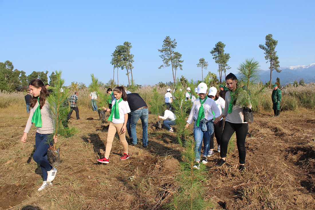 დღეს ხის დარგვის საერთაშორისო დღეა