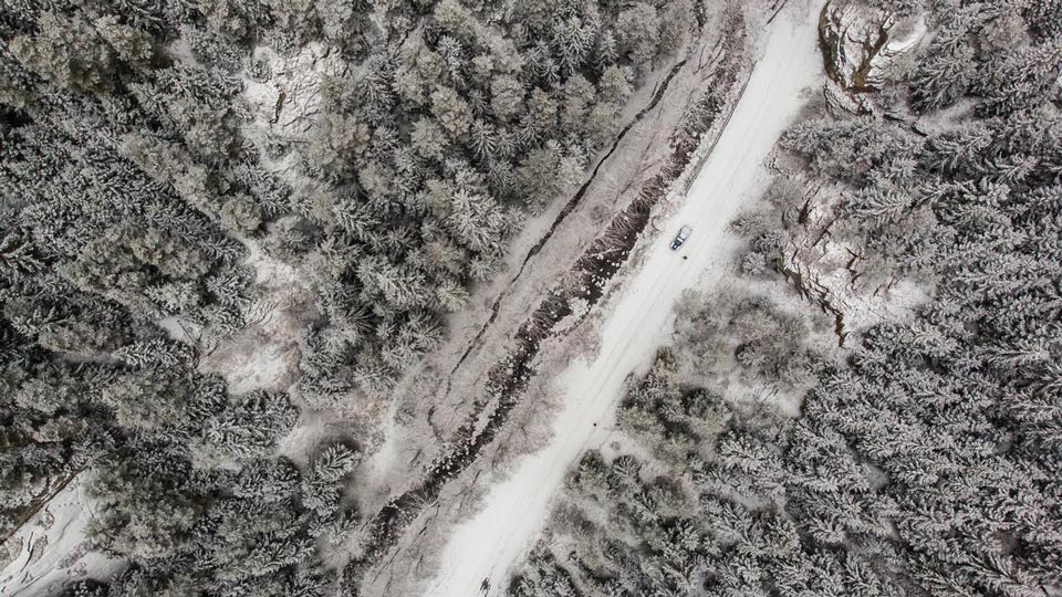 „ბიბისი“ კავკასიური სოჭის შესახებ სტატიას აქვეყნებს