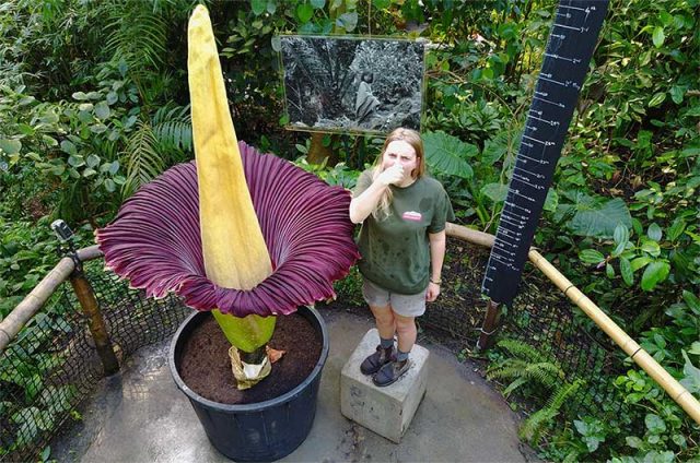 Amorphophallus titanum – მსოფლიოში ყველაზე დიდი ყვავილი საშინელი სურნელით