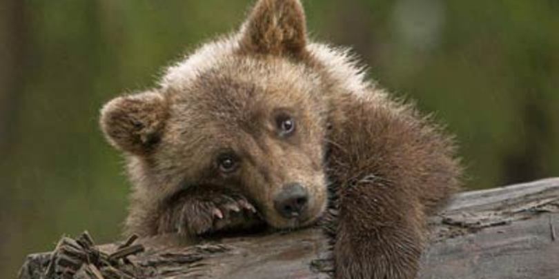 ახალციხეში წითელ ნუსხაში შეტანილი კავკასიური მურა დათვის ბელი მოკლეს