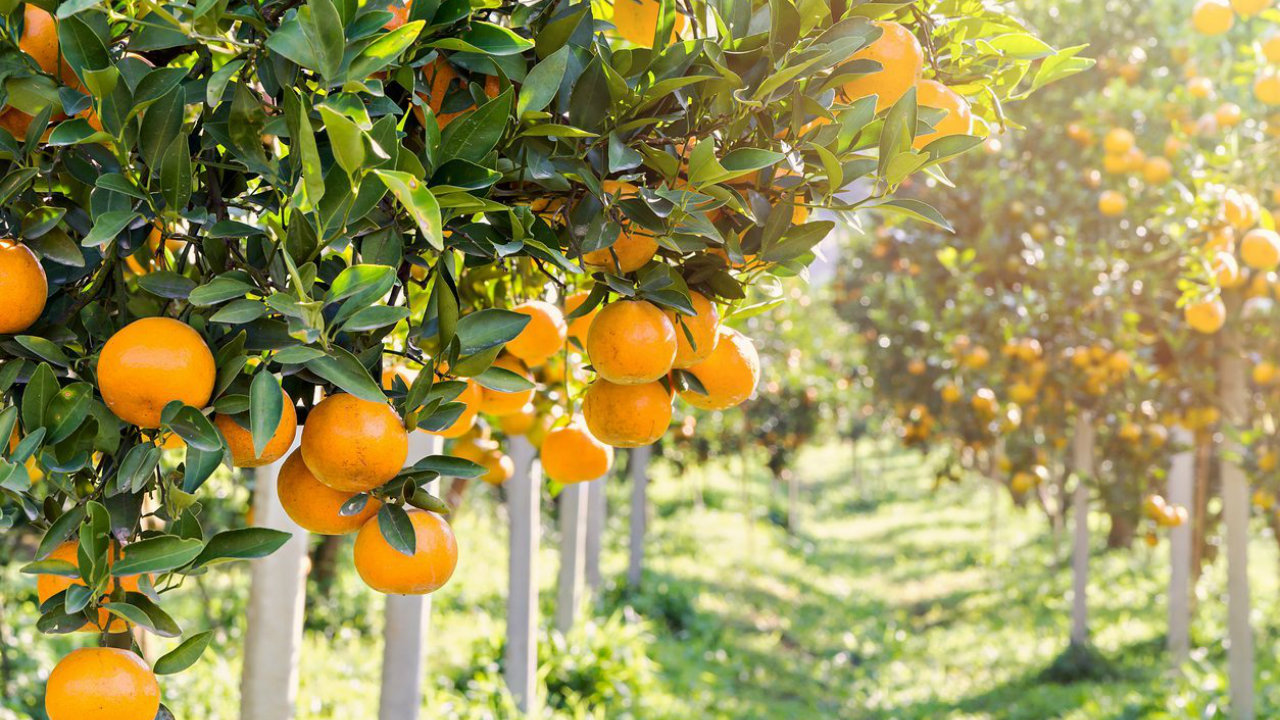 აჭარაში წელს 55 ათას ტონამდე ციტრუსის მოსავალს ელოდებიან