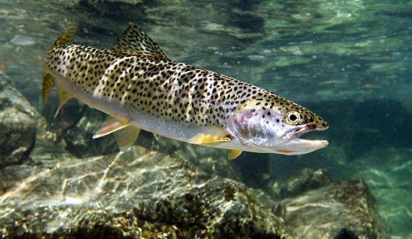 პოპულაციის აღდგენის მიზნით, მდინარე ხრამში ნაკადულის 700-მდე კალმახი გაუშვეს