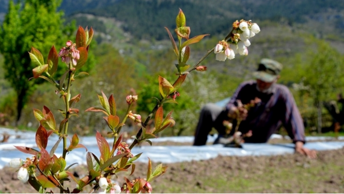 სიტყვები, რომლებიც ქართლში სტუმრობისას გამოგადგებათ