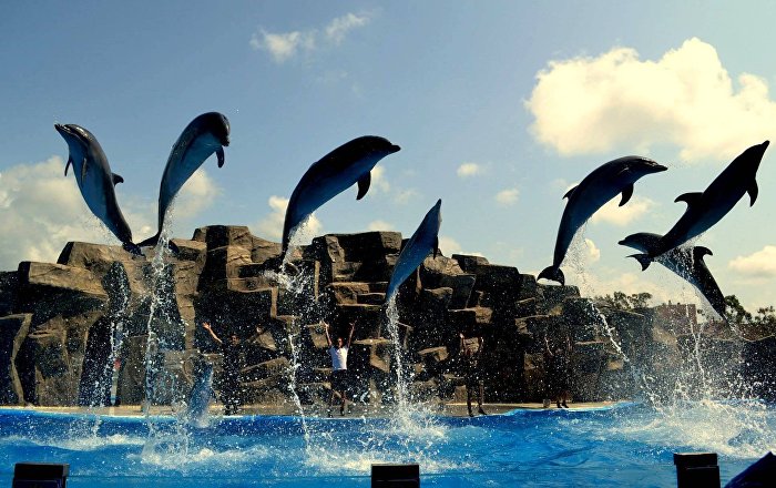 ბათუმის დელფინარიუმი მუშაობას 30 ივნისიდან განაახლებს