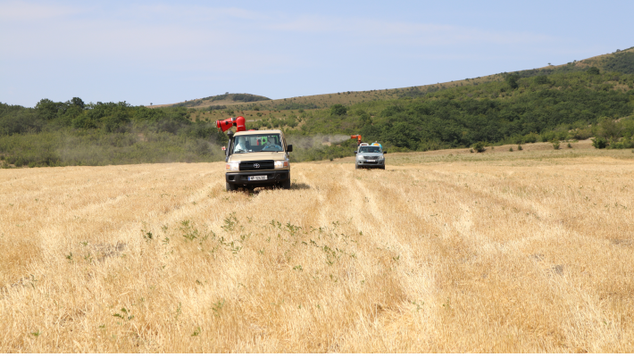 მცხეთა-მთიანეთში კალიის საწინააღმდეგოდ ფართობები მუშავდება