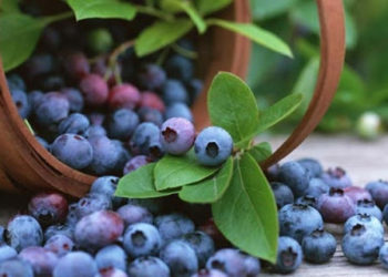 „საქართველომ წელს ლურჯი მოცვის ექსპორტის ახალი რეკორდი მოხსნა“ – East Fruit