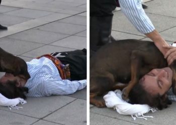 მიუსაფარ ძაღლს ქუჩაში მწოლიარე მსახიობი მართლა ცუდად ეგონა და მოეფერა