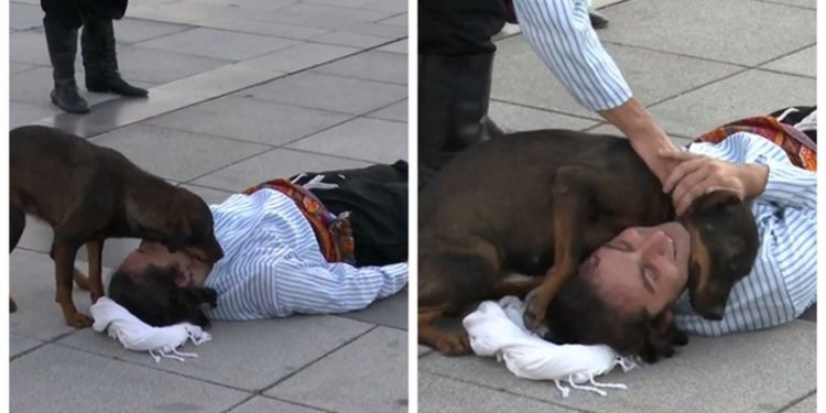 მიუსაფარ ძაღლს ქუჩაში მწოლიარე მსახიობი მართლა ცუდად ეგონა და მოეფერა