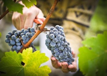 საქართველო რთველს მასპინძლობს